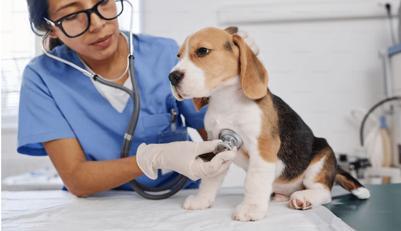 Seguro para mascotas y atención veterinaria